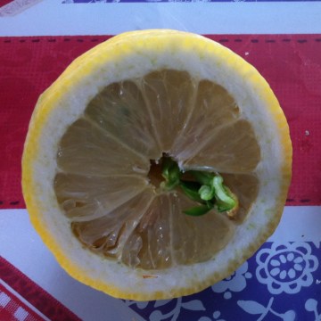 Sprouting lemon