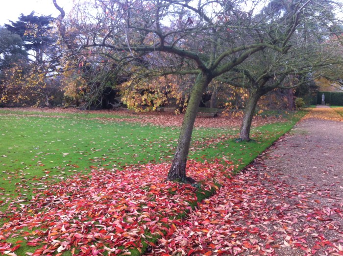 colourful leaves dropping to the ground